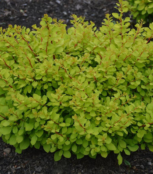 Barberry, WorryFree® Lemon Glow® Barberry