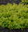 Barberry, WorryFree® Lemon Glow® Barberry