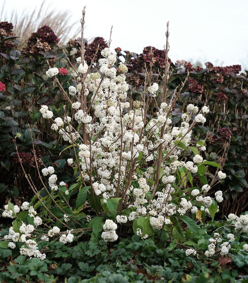 Beautyberry, Plump & Plentiful™ Snow Star Beautyberry