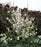 Beautyberry, Plump & Plentiful™ Snow Star Beautyberry