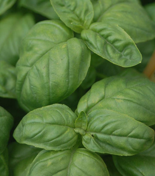 Basil, Genovese Green Basil