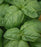 Basil, Genovese Green Basil