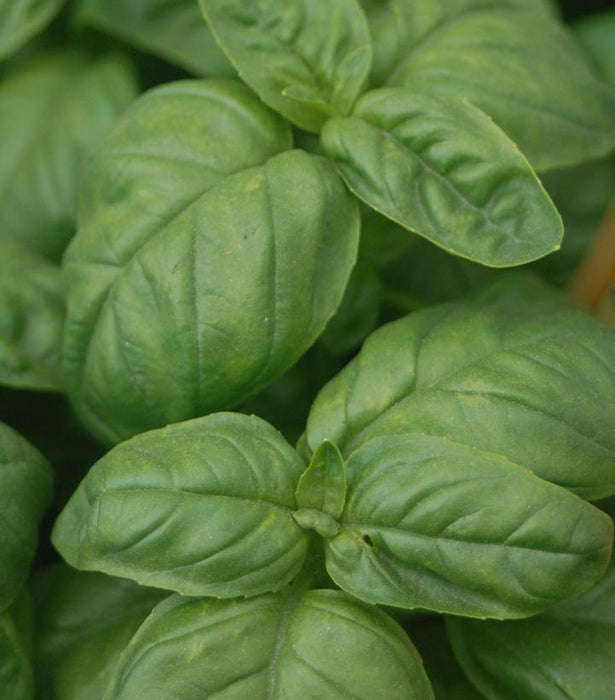 Basil, Genovese Green Basil