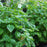 Basil, Mozzarella Basil