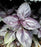 Basil, Red Rubin Basil