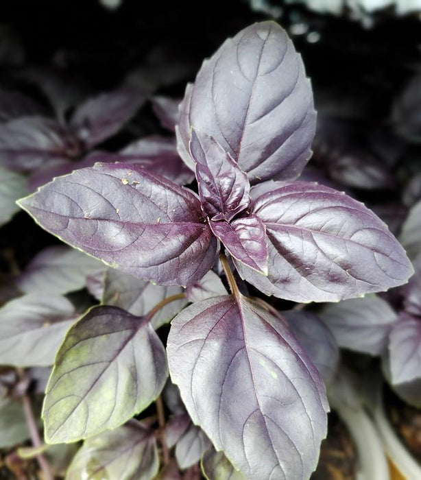Basil, Red Rubin Basil