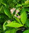 Weigela, Peach Kisses™ Weigela