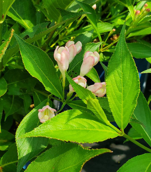 Weigela, Peach Kisses™ Weigela
