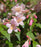 Beautybush, Jolene Jolene® Beautybush