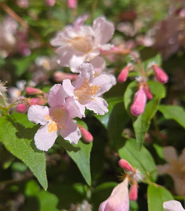 Beautybush, Jolene Jolene® Beautybush