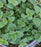 Oregano, Hot & Spicy Oregano