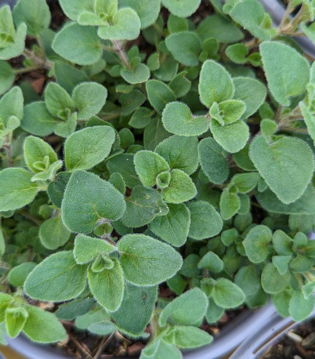 Oregano, Hot & Spicy Oregano