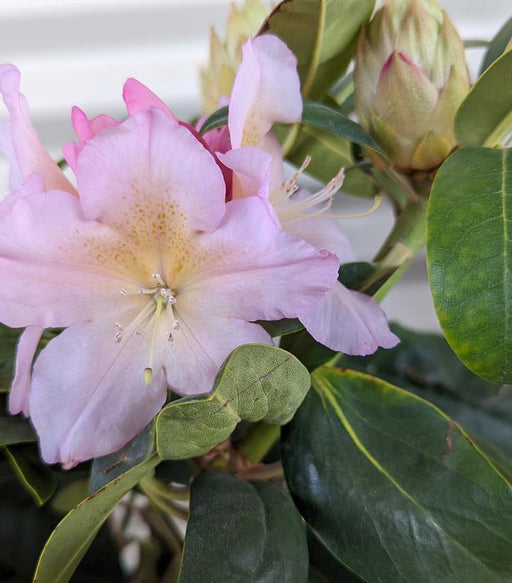 Rhododendron, Holden's Peach Rhododendron
