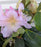 Rhododendron, Holden's Peach Rhododendron