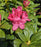 Rhododendron, Holden's Pink Rhododendron