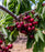 Cherry, Black Pearl Sweet Cherry Tree, 7 gal