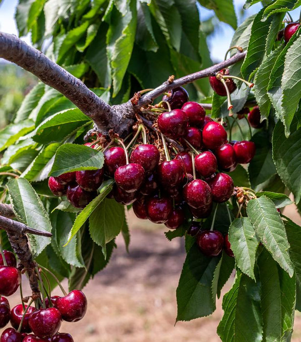 Cherry, Black Pearl Sweet Cherry Tree, 7 gal