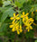 Currant, Sunny Bouquet Golden Currant, 3 gal (21-24 in)