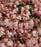 Andromeda, Passion Party™ Pink Frost Andromeda