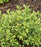 Weigela, Bubbly Wine™ Weigela
