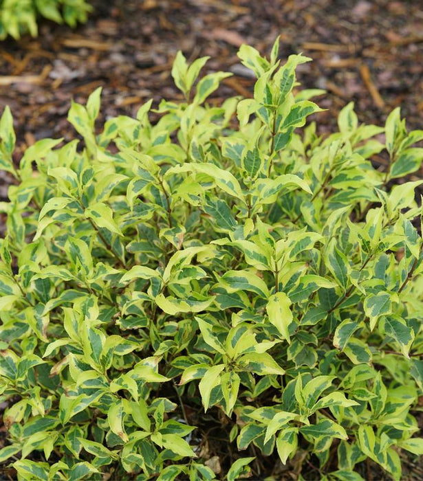 Weigela, Bubbly Wine™ Weigela