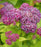 Spirea, Double Play® Dolly™ Spirea
