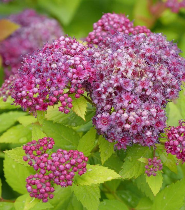 Spirea, Double Play® Dolly™ Spirea