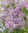 Lilac, Flowerfesta® Purple Dwarf Lilac