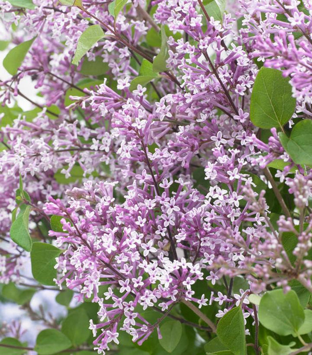 Lilac, Flowerfesta® Purple Dwarf Lilac
