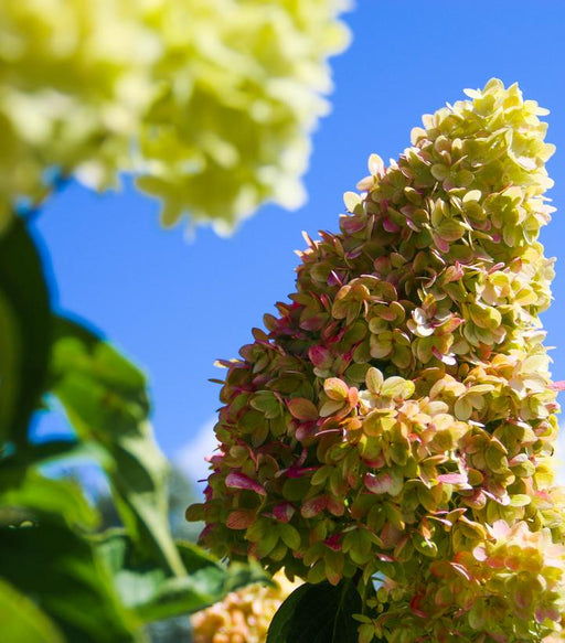 Hydrangea, Dragon Baby™ Panicle Hydrangea
