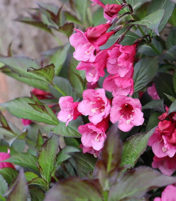 Weigela, Sonic Bloom® Wine Reblooming Weigela