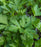 Parsley, Italian Parsley