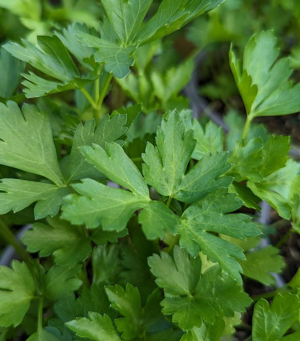 Parsley, Italian Parsley