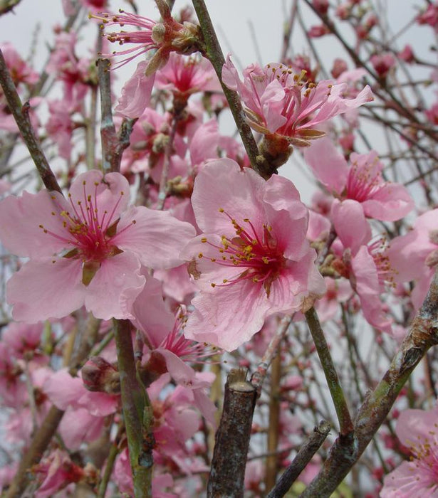 Nectarine, Arctic Glo, 7 gal (5-6 ft)