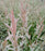 Willow, Hakuro Nishiki Dappled Willow