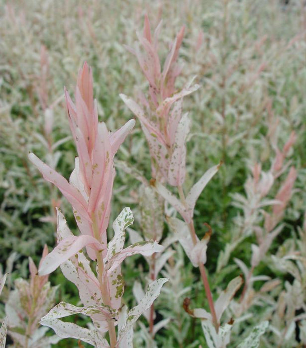 Willow, Hakuro Nishiki Dappled Willow