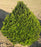 Boxwood, Cranberry Creek Boxwood