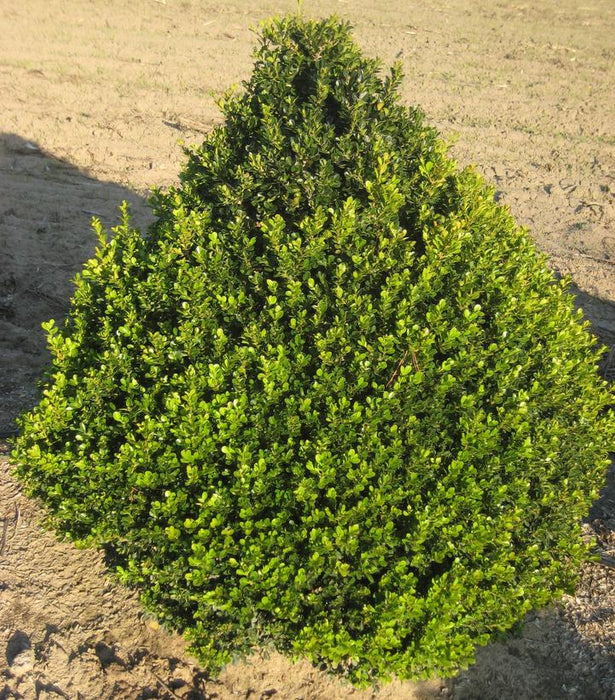 Boxwood, Cranberry Creek Boxwood