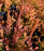 Heather, Carnival Scotch Heather