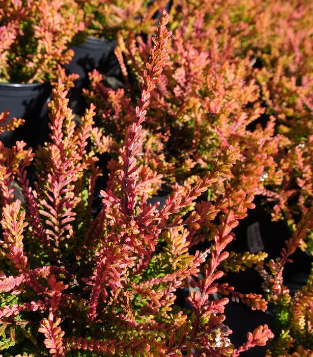 Heather, Carnival Scotch Heather