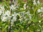 Cherry, Romance 'Cupid' Tart Cherry, 5 gal (24-30 in)