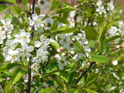 Cherry, Romance 'Cupid' Tart Cherry, 5 gal (24-30 in)