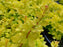 Barberry, WorryFree® Lemon Glow® Barberry