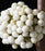 Beautyberry, Plump & Plentiful™ Snow Star Beautyberry