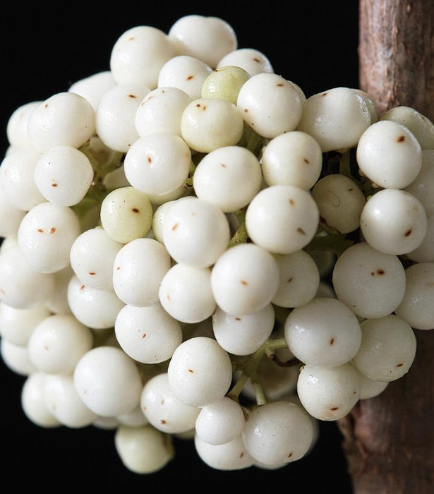 Beautyberry, Plump & Plentiful™ Snow Star Beautyberry