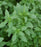 Basil, Spicy Globe Basil