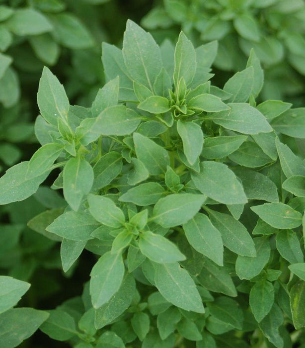 Basil, Spicy Globe Basil