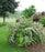 Beautybush, Jolene Jolene® Beautybush
