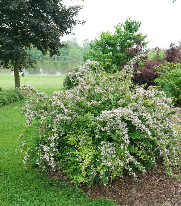 Beautybush, Jolene Jolene® Beautybush