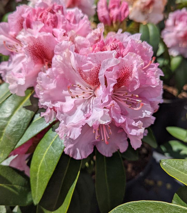 Rhododendron, Holden's Pink Flare Rhododendron